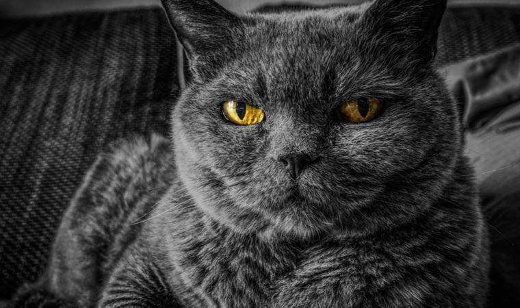 Yeni bilimsel araştırmada kedilerin bedava yemeği tercih eden tek tür olduğu öne sürüldü