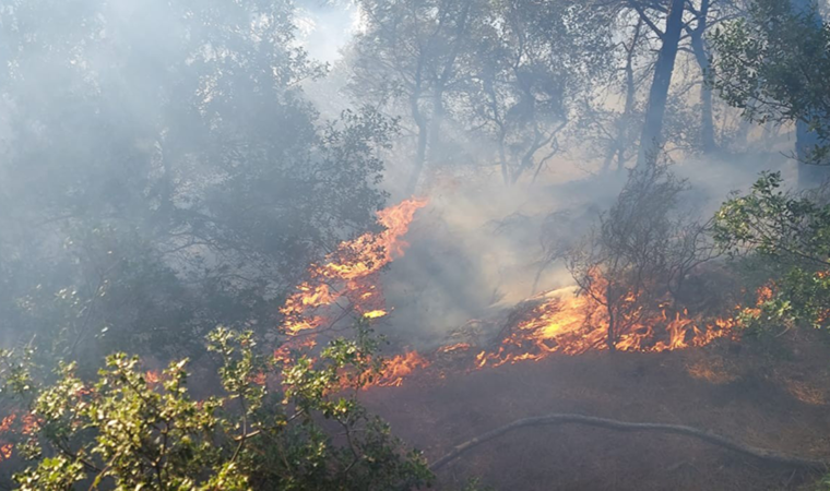 Tavaklı’da 2 haftada 5’inci orman yangını