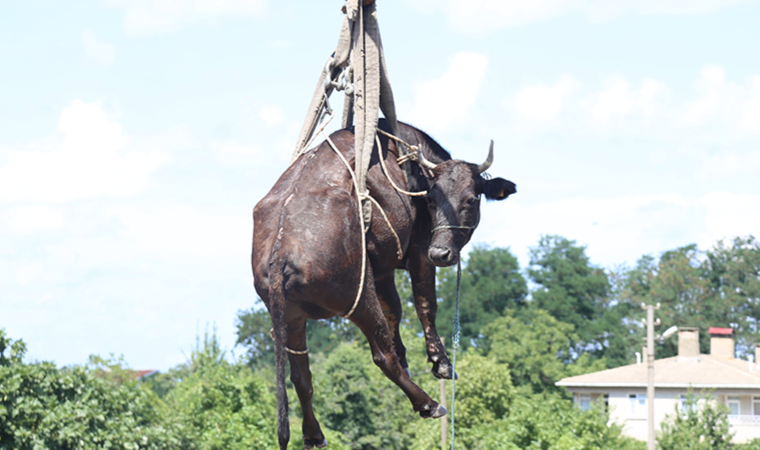 Sel sularında mahsur kalan ineğe, nefes kesen kurtarma