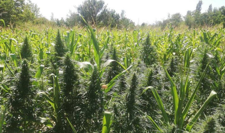 Tarlada Hint keneviri, bahçede esrar ele geçirildi