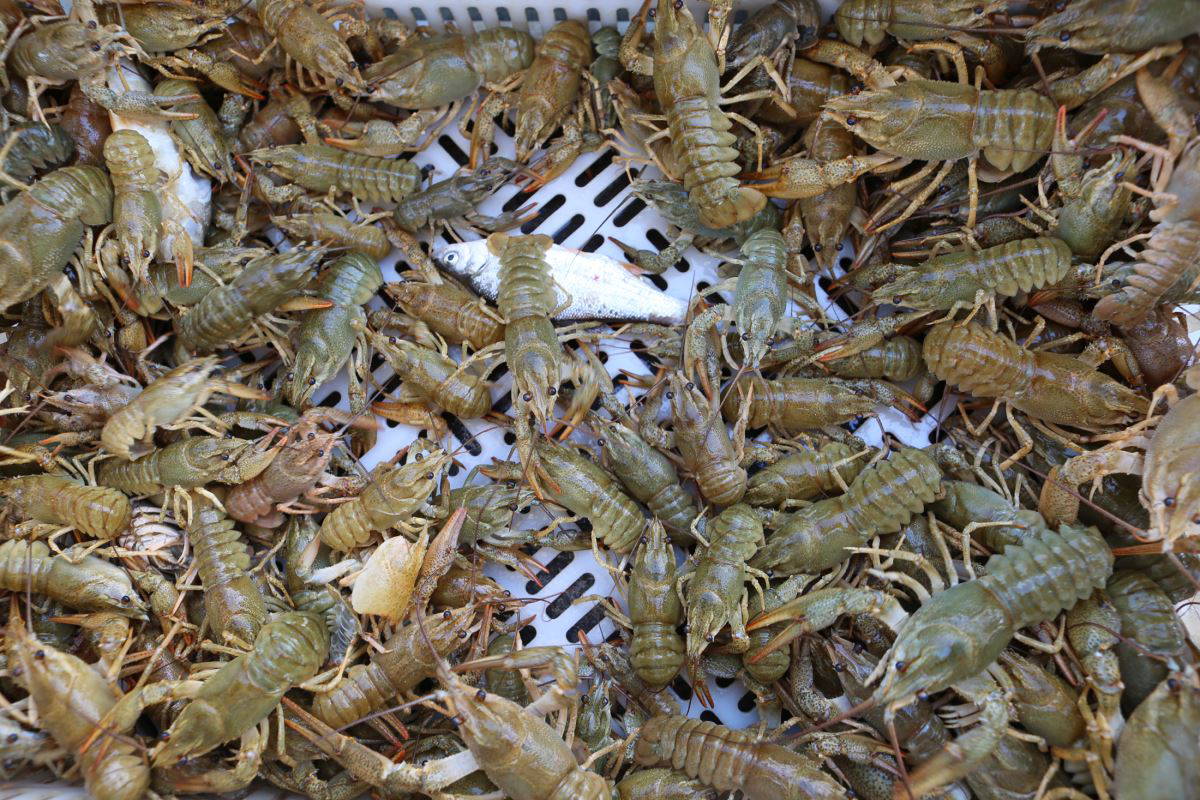 Salgını fırsata çevirdi: Ayda 100 bin TL kazanıyor