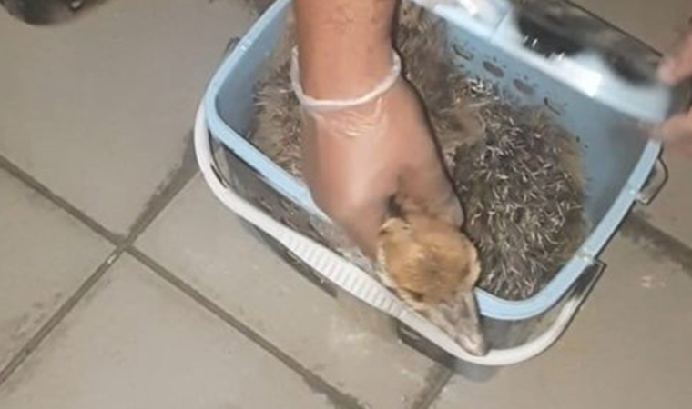 Gümrük Muhafaza ekipleri yavru devekuşlarını kaçakçıların elinden kurtardı