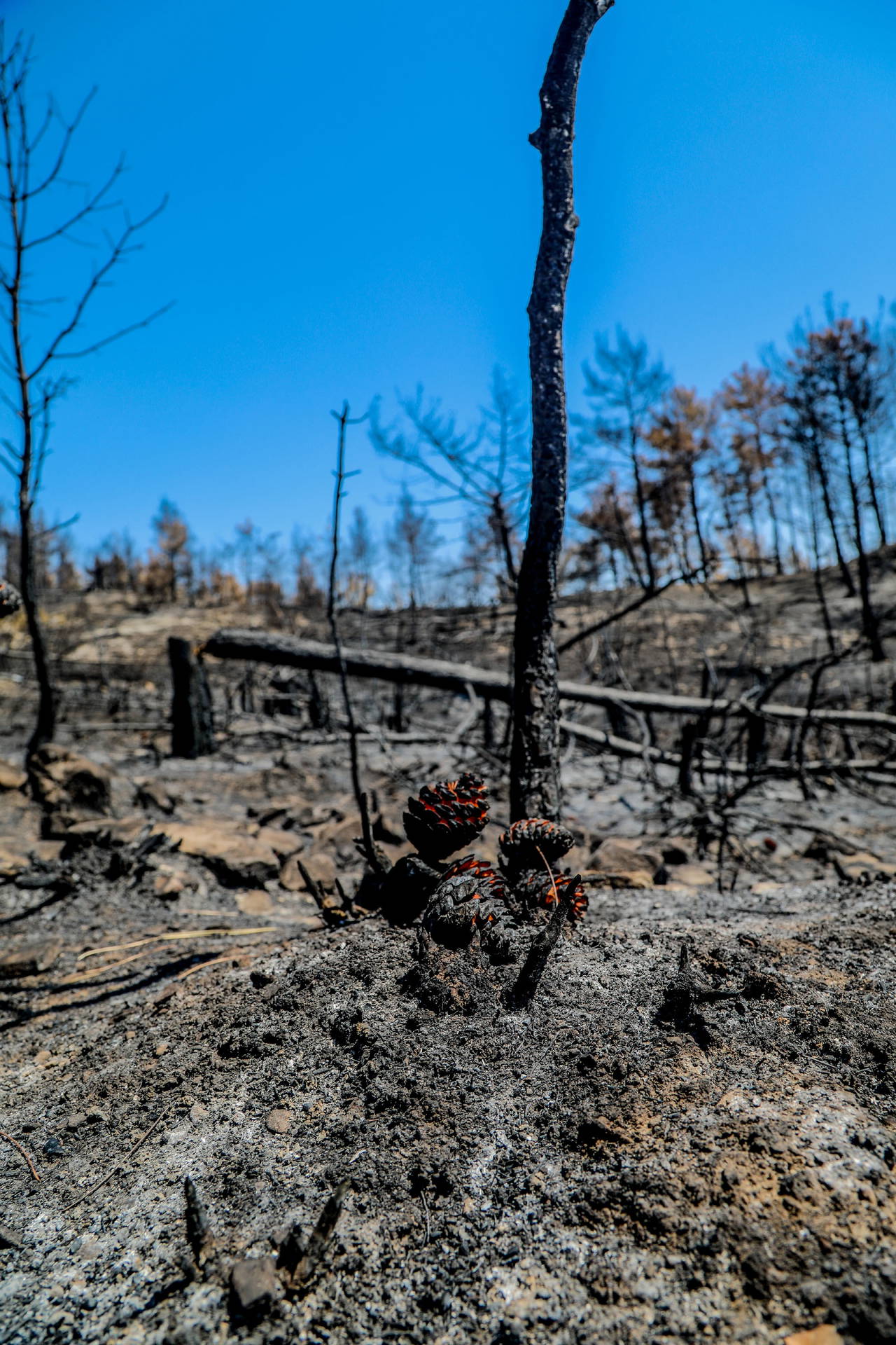 Orman Bölge Müdürü: Manavgat'taki yangında dumanın ısıttığı yer yanmaya başladı