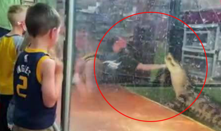 Timsah, çocukların gözü önünde hayvan terbiyecisinin elini ısırdı