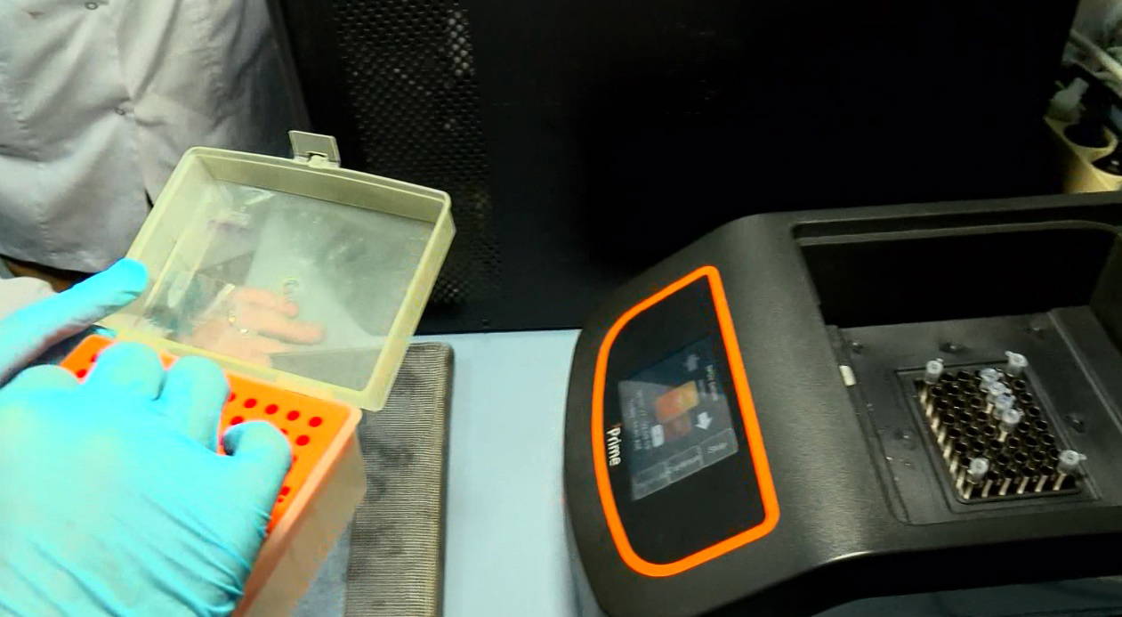 İstanbul'da görülen Asya kaplan sivrisineği 'yerleşik türler' arasına girdi