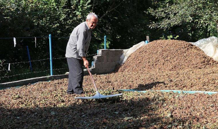 35 yıl önce emekli oldu, 80 yaşında fındık hasadı yapıyor