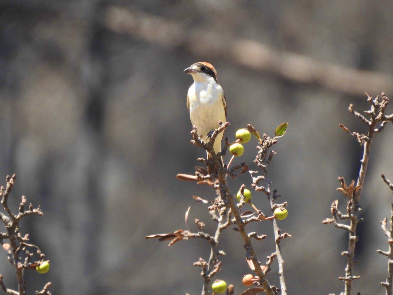 Muğla'da yangın sonrası ilk filizler çıktı