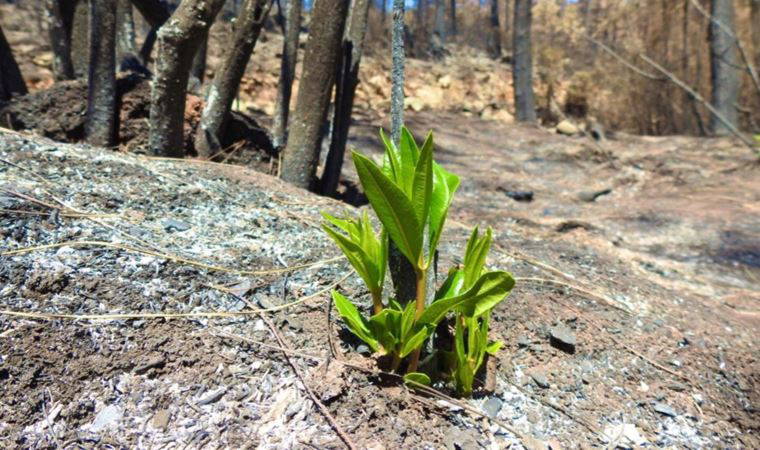 Muğla'da yangın sonrası ilk filizler çıktı