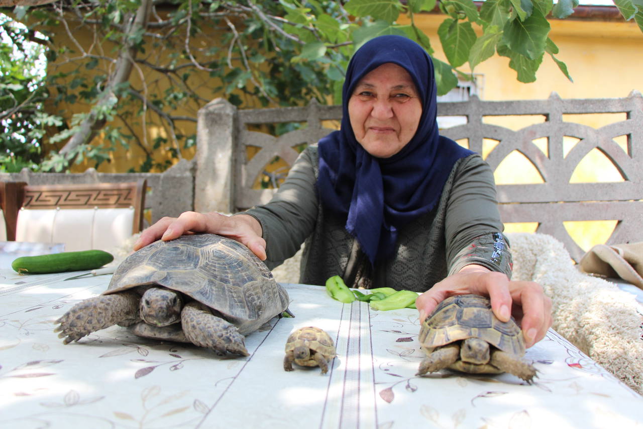 'Kaplumbağa terbiyecisi' Zekiye teyze evinde 3 kaplumbağaya bakıyor: 'Bana yükleri yok'
