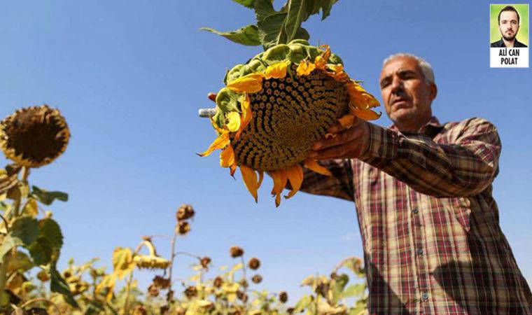İklim değişikliği nedeniyle artan kuraklık ve yangınlar dünyada açlık tehdidini artırıyor