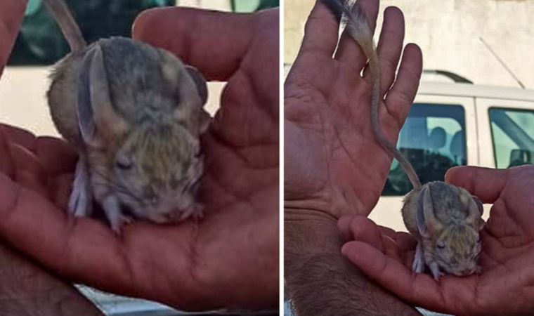 Elazığ'da nesli tükenme tehlikesi altında bulunan Arap tavşanı görüntülendi