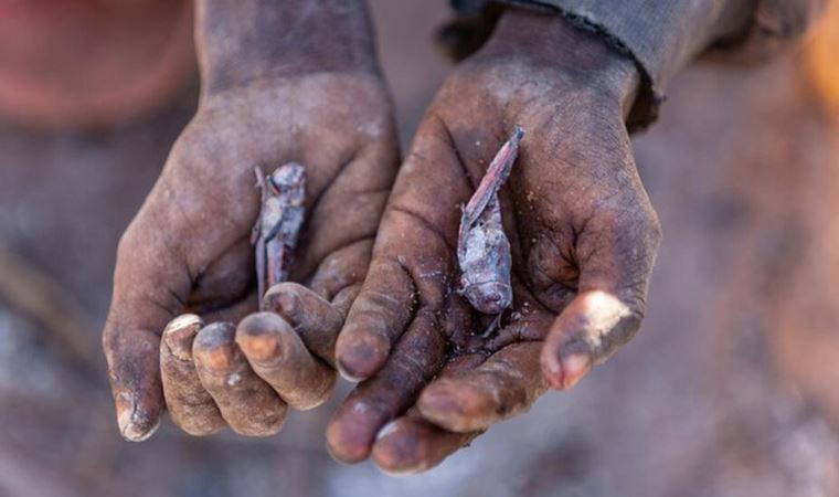 İklim krizi: BM'ye göre Madagaskar dünyada iklim değişikliği sonucu açlık görülen ilk ülke olmak üzere