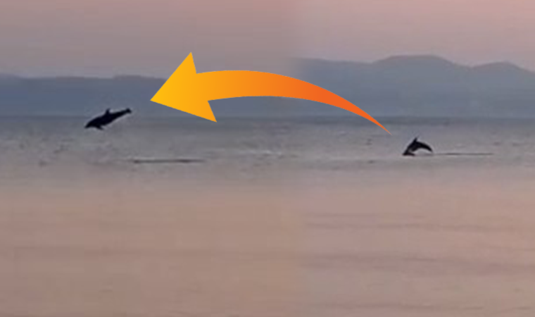 Marmara’da yunusların yaptığı geçiş izleyenleri mest etti