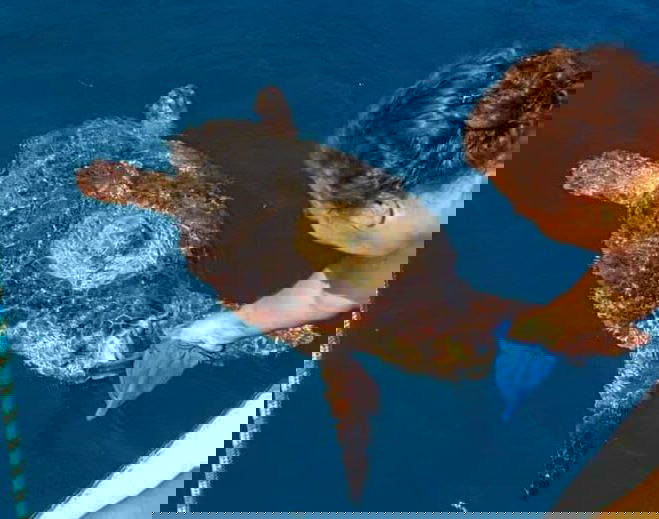 Göcek'te denize giren kadını caretta ısırdı