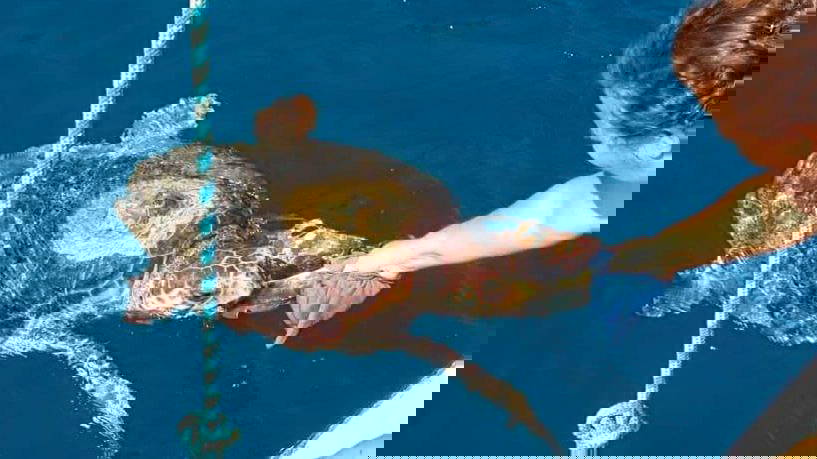 Göcek'te denize giren kadını caretta ısırdı