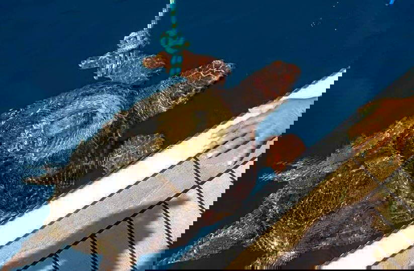 Göcek'te denize giren kadını caretta ısırdı