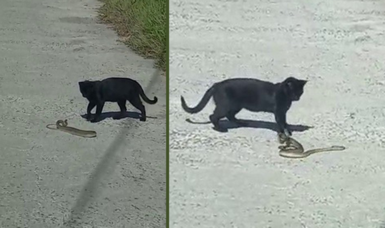 Kedi ile yılanın kavgasında pes eden yılan oldu
