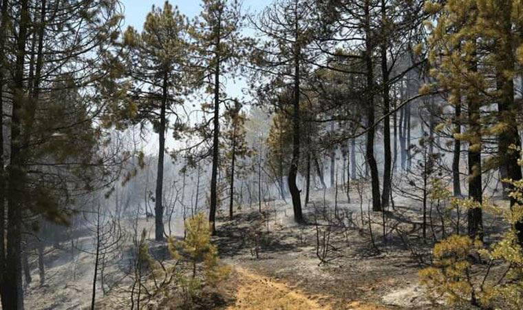 Uşak'ta 2 noktada orman yangını; 8 hektar alan yandı