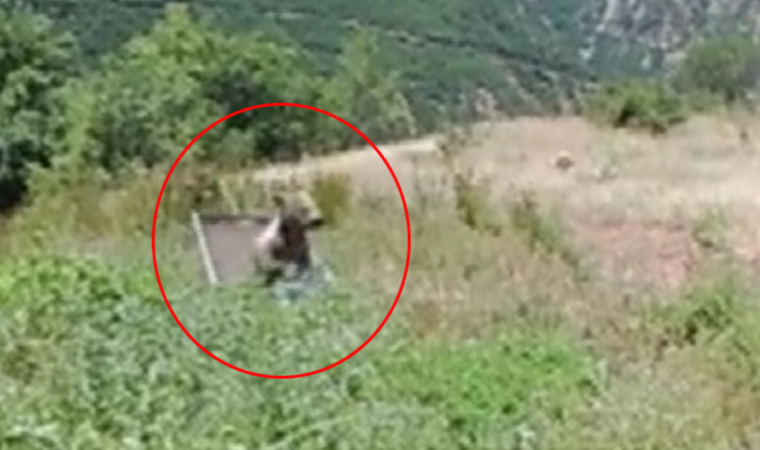 Yavru ayının yüzme keyfi gülümsetti