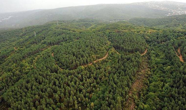 Uydu fotoğrafları ortaya çıktı: Yanmayan ormanları da rant için yok edecekler