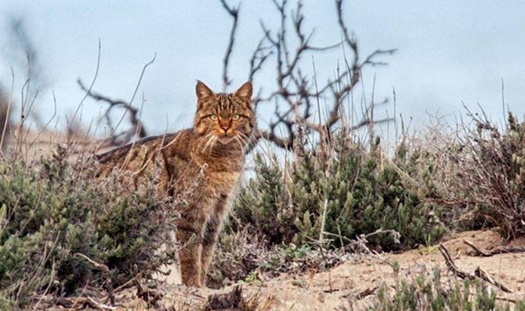 Yaban kedileri 'yüzyıllar sonra' Hollanda'ya geri döndü