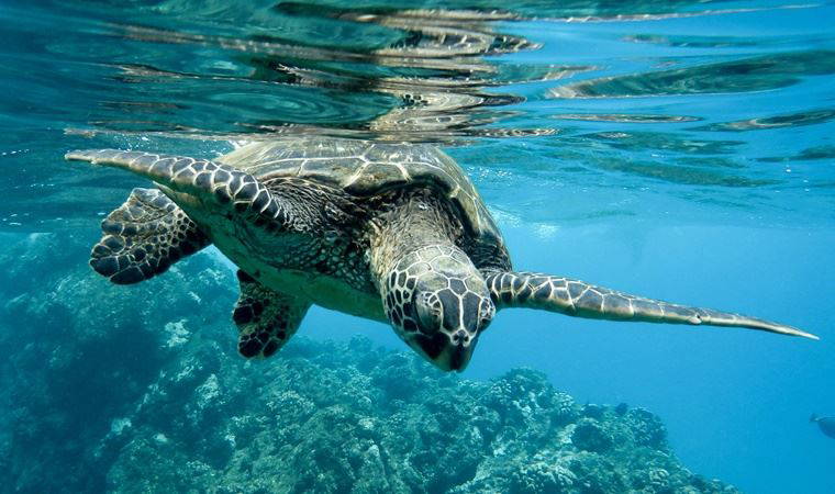 Anne caretta carettalar kalabalıktan, ışıktan ve gürültüden şikâyetçi