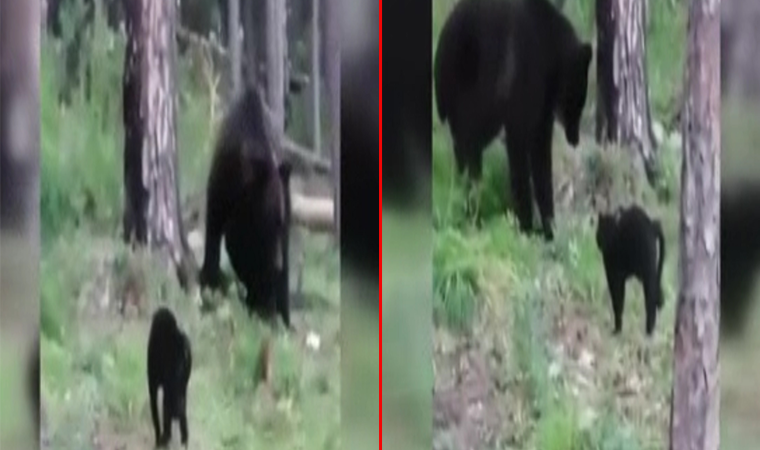 Rusya'da cesur kedi, sahiplerine doğru ilerleyen ayıya geçit vermedi