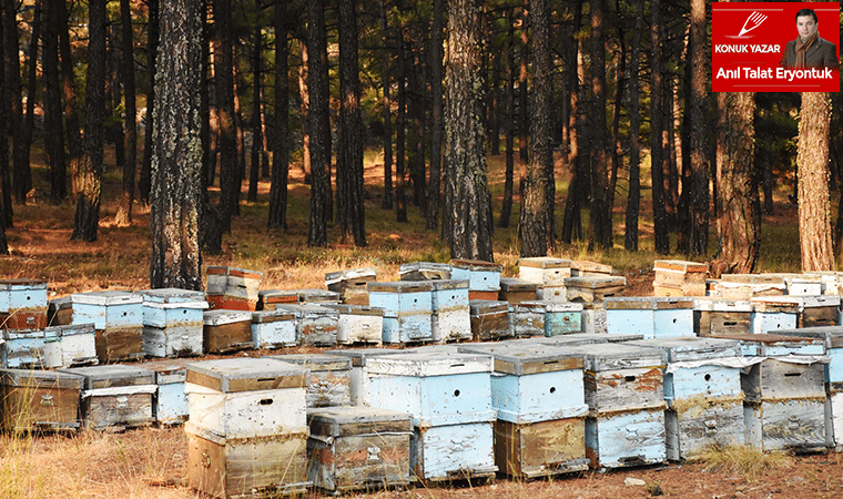 Muğla çam balının geleceği tehdit altında