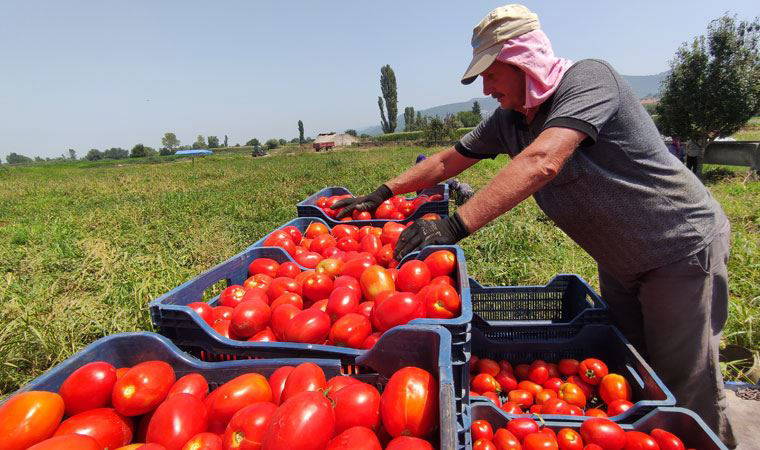 Domates sadece tarlada ucuz