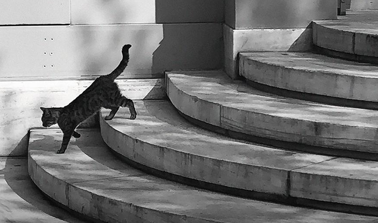 Mörel'in TELAŞSIZ Sergisi Cunda'da...