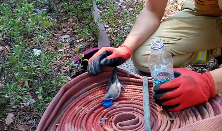 Orman yangınından etkilenen kuşa böyle su içirdi