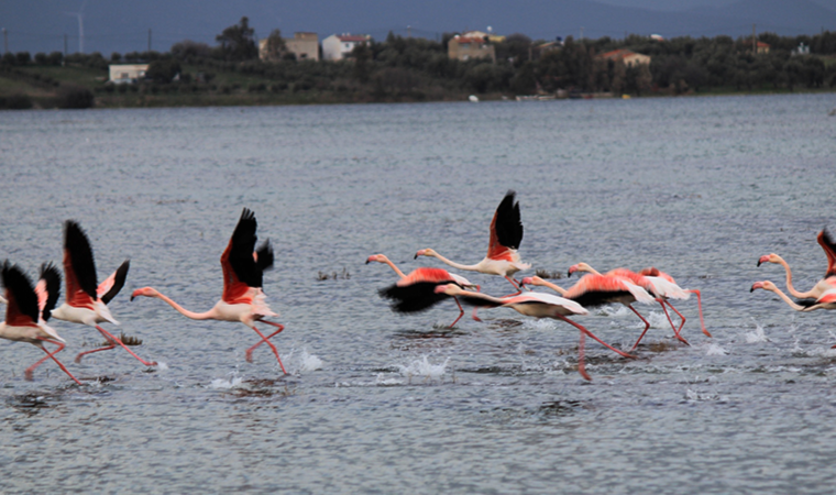 Kuraklık nedeniyle flamingolar yer değiştirdi