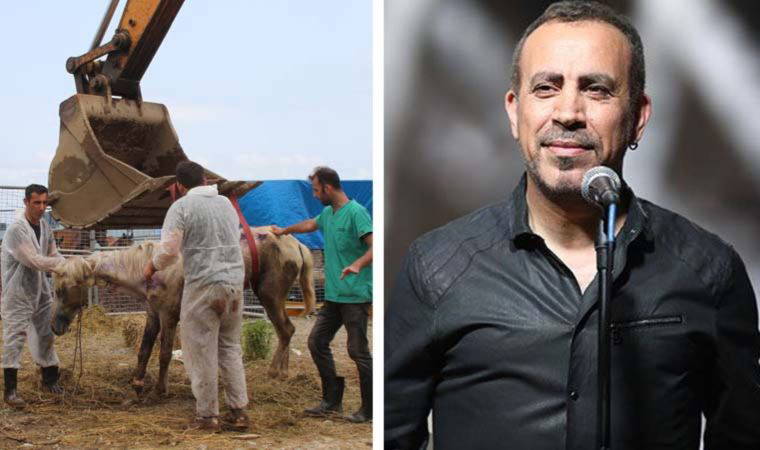 TIR parkında ölüme terk edilen atlar için Haluk Levent devreye girdi
