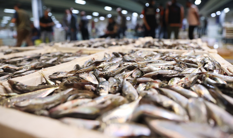 Gürpınar Balık Hali’nde ilk mezatlar gerçekleşti! İşte balık fiyatları