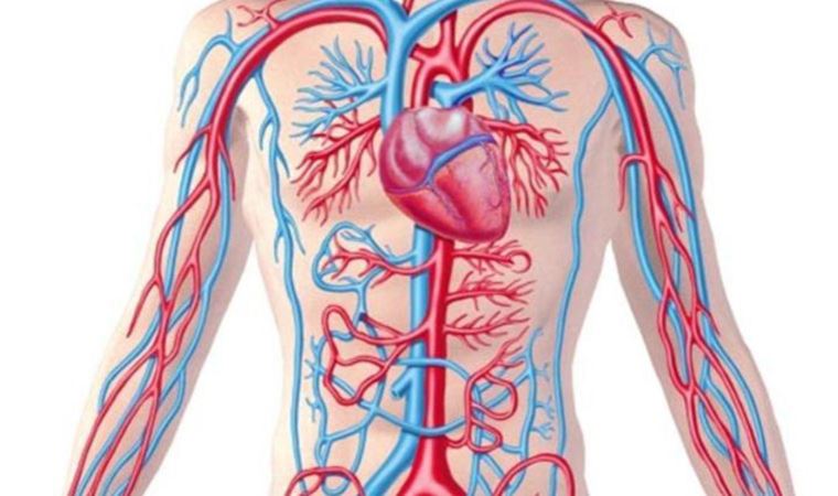 Aort genişlemesi, damar yırtılana kadar hiçbir belirti göstermeyebiliyor