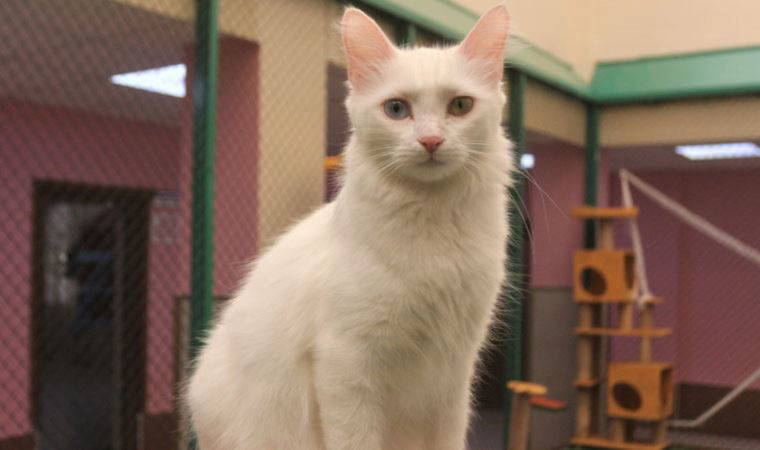 'En saldırgan tür' unvanını reddettiler: 'Van kedisi bunu hak etmiyor'