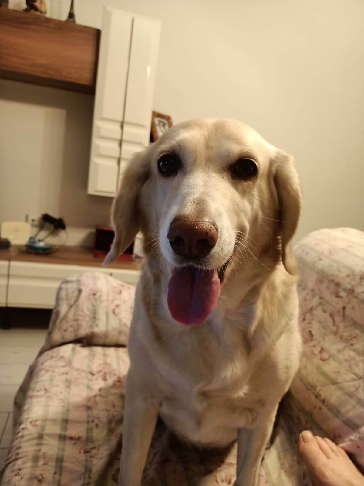 Golden cinsi köpeğin idrar kesesinden çıkanlar şoke etti