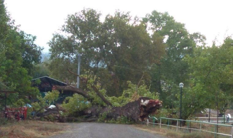 Bursa'da 400 yıllık çınar fırtına nedeniyle devrildi