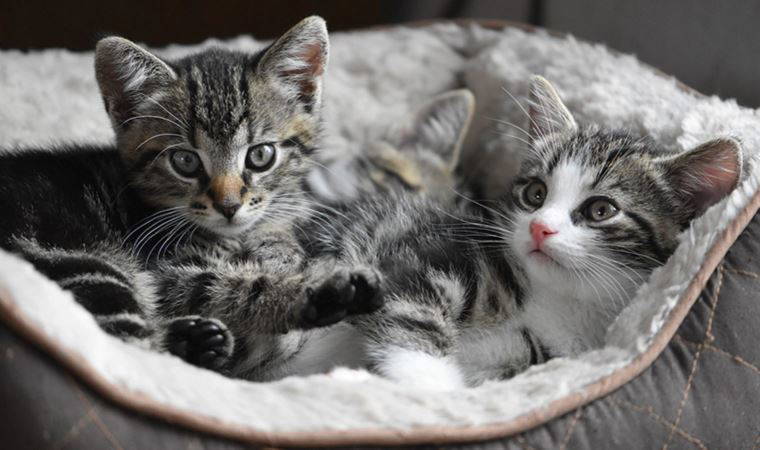 Bilim insanları, kedilerin karakterlerindeki 7 ortak özelliği belirledi