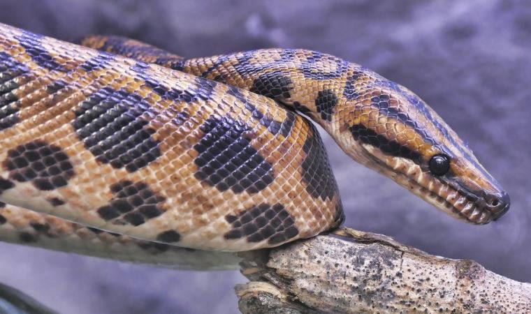 Dinozorları yok eden göktaşının, yılanların kaderini belirlediği değerlendiriliyor