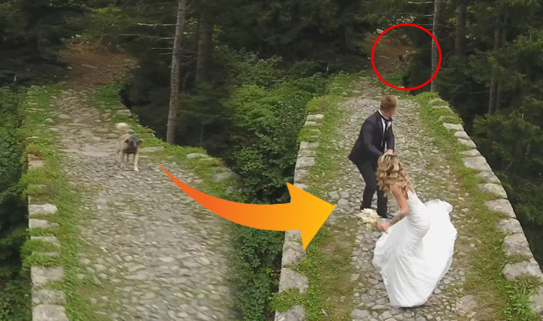 Fotoğraf çekiminde gelin ve damadı köpek kovaladı (15.09.2021)