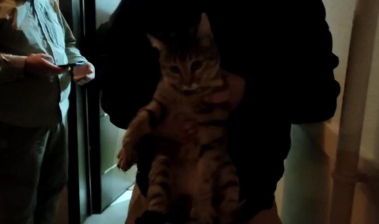 Eve tuvaletini yapan kedisine şiddet uyguladı