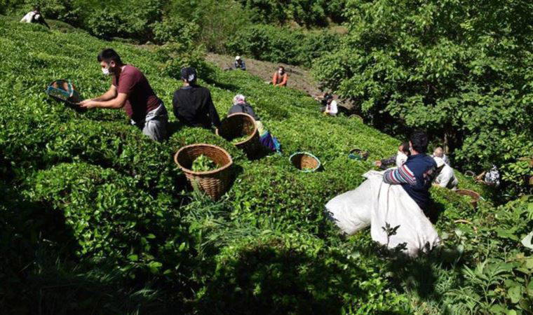 Çay üreticisi isyan etti: 