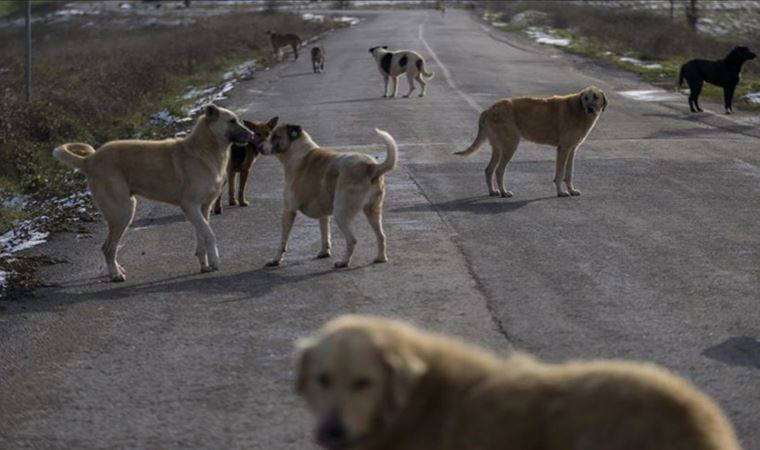 Sokak hayvanlarına bakabilmek için terzi dükkanını kapattı
