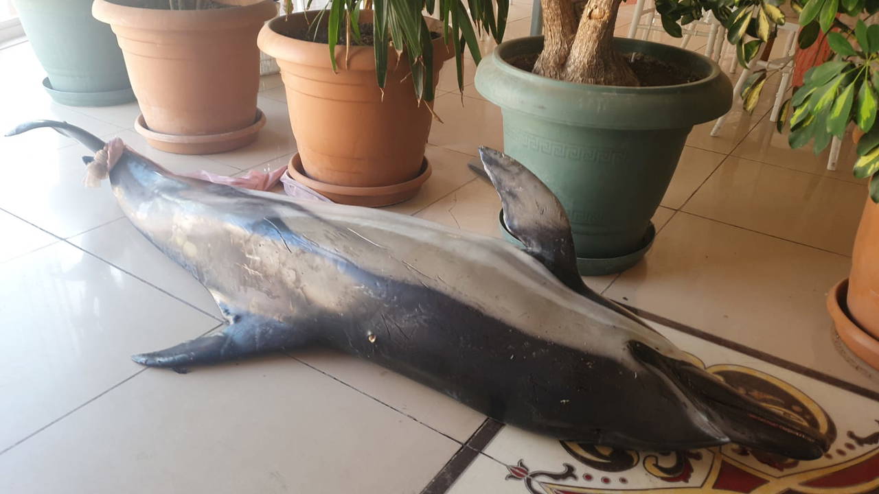 Bursa'da çay bahçesinin sahiline ölü yunus vurdu