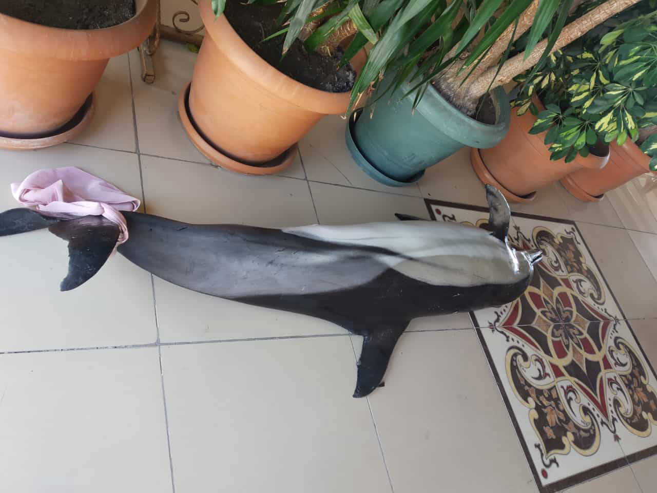 Bursa'da çay bahçesinin sahiline ölü yunus vurdu