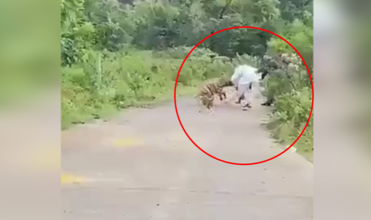 Çalıların arasına gizlenen sırtlan yaşlı insana saldırdı