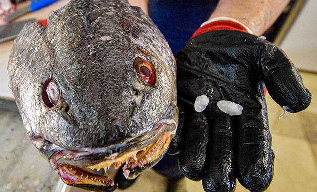 Balık 70, kafasındaki taş 600 lira