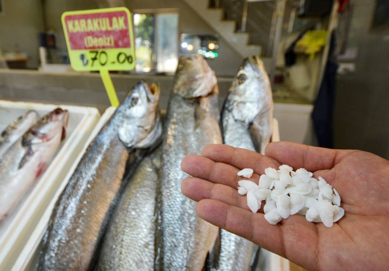 Balık 70, kafasındaki taş 600 lira