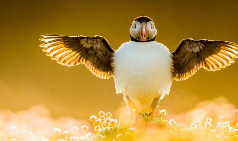 2021 Yılın Kuş Fotoğrafçısı ödülleri belli oldu